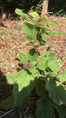 Arctium minus