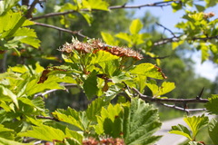 Crataegus chlorosarca