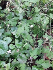 Geranium robertianum
