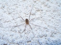 Phalangium opilio