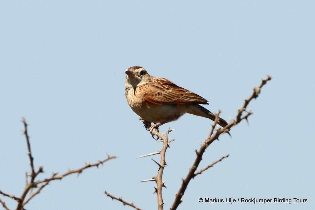 Short-clawed Lark photo