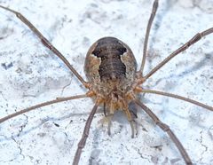 Phalangium opilio
