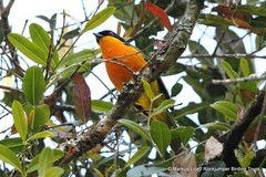 Telophorus nigrifrons