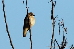 Prodotiscus regulus