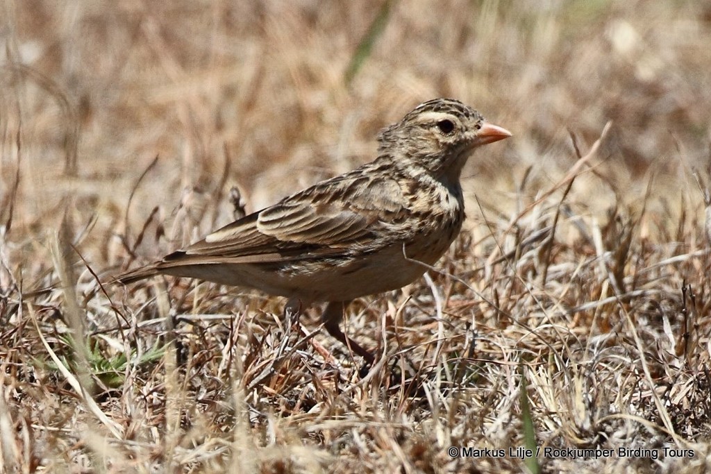 Botha's Lark (Spizocorys fringillaris) photo
