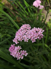 Achillea millefolium