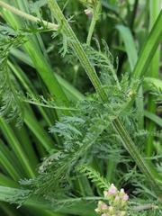 Achillea millefolium