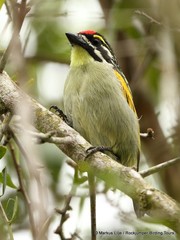 Pogoniulus pusillus