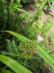 Achillea millefolium