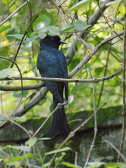 Surniculus dicruroides