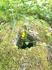 Lysimachia nummularia