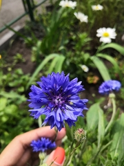 Centaurea cyanus