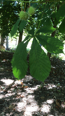 Aesculus hippocastanum