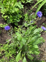 Centaurea cyanus