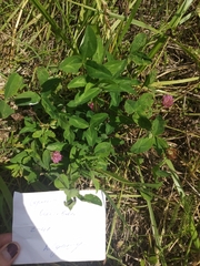 Trifolium pratense