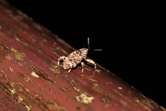 Mechistocerus