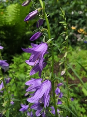 Campanula rapunculoides