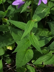 Campanula rapunculoides