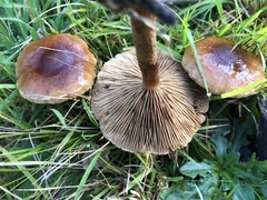 Pholiota communis