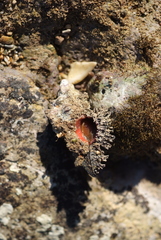 Chicoreus brunneus image