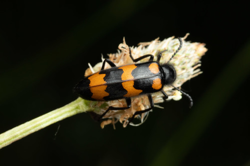 Mylabris variabilis