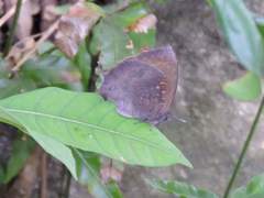 Mahathala ameria