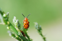 Crioceris duodecimpunctata