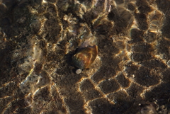 Conus miliaris image