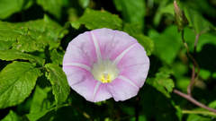 Calystegia sepium spectabilis