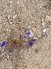 Phacelia campanularia