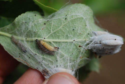 Obelinė kandis nuotrauka