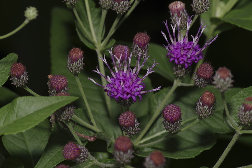 Vernonia baldwinii