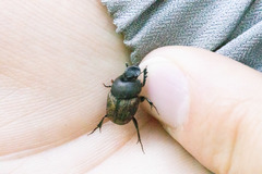 Onthophagus fracticornis