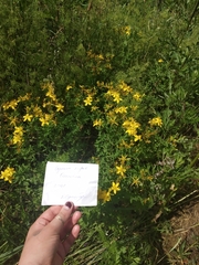 Hypericum perforatum