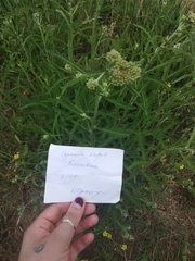 Achillea millefolium