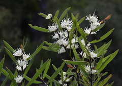 Hakea ambigua