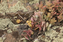 Hylotelephium maximum ruprechtii