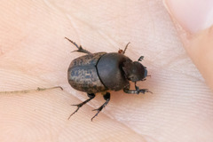 Onthophagus fracticornis