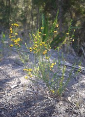 Bossiaea heterophylla