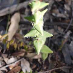 Leucopogon amplexicaulis