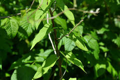 Calystegia sepium spectabilis