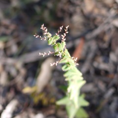 Leucopogon amplexicaulis