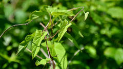 Calystegia sepium spectabilis