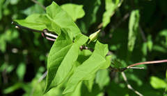 Calystegia sepium spectabilis