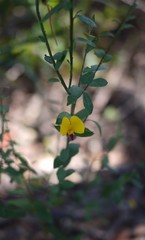 Bossiaea heterophylla