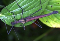 Pseudophasma castaneum