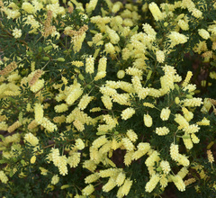 Acacia drummondii