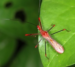 Ricolla quadrispinosa