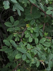 Rosa spinosissima