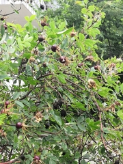 Rosa spinosissima